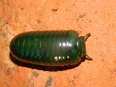 Zoosphaerium neptunus