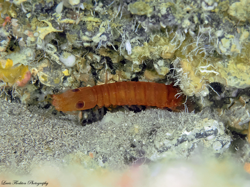 Pseudosquillisma oculata observed 2025-06-24
