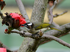 Pycnonotus sinensis