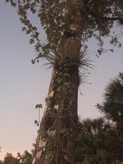 Tillandsia fasciculata