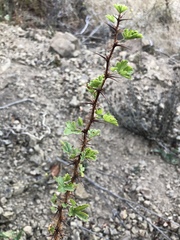 Ribes menziesii