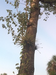 Tillandsia fasciculata