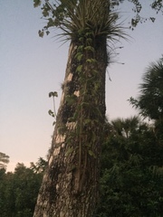 Tillandsia fasciculata