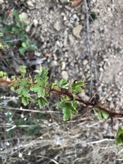 Ribes menziesii