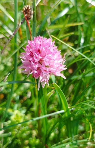 Austrian gymnadenia (Gymnadenia archiducis-joannis)