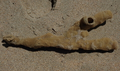 Callyspongia annulata