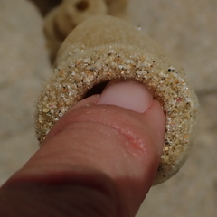 Callyspongia annulata
