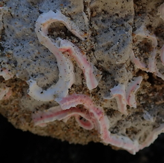 Spirobranchus polytrema