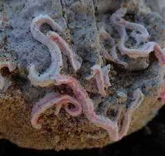 Spirobranchus polytrema