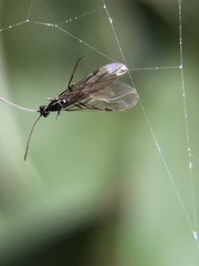 Insecta