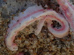 Spirobranchus polytrema