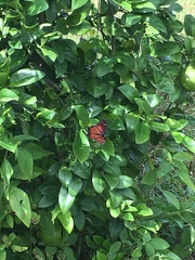 Limenitis archippus floridensis