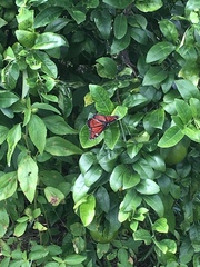 Limenitis archippus floridensis
