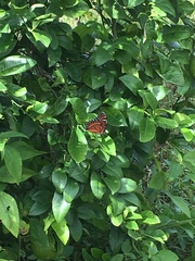 Limenitis archippus floridensis