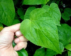 Ageratina petiolaris
