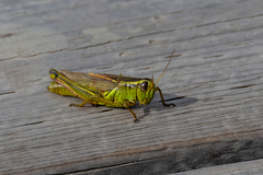 Melanoplus bivittatus