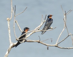 Hirundo tahitica