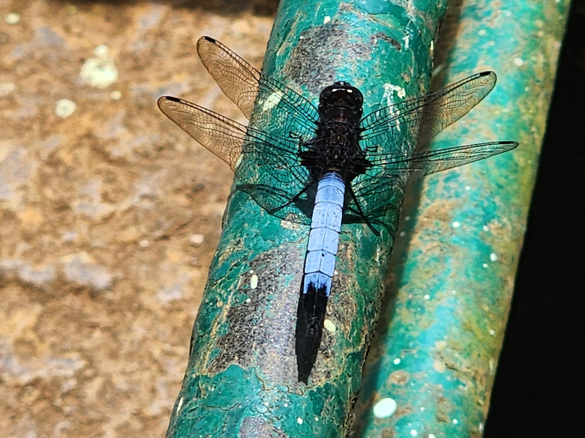 Blue-Tailed Forest Hawk