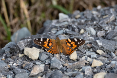 Vanessa cardui