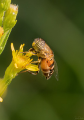 Eristalinus taeniops