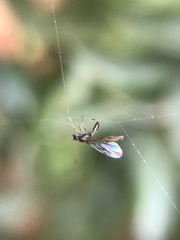 Insecta