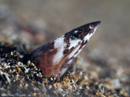 European finless eel (Apterichtus caecus) — Ophichthidae
