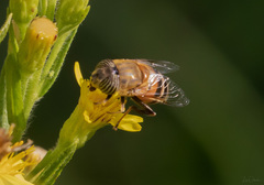 Eristalinus taeniops