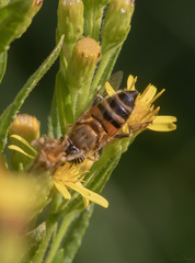 Eristalinus taeniops