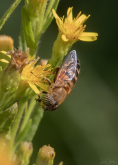 Eristalinus taeniops