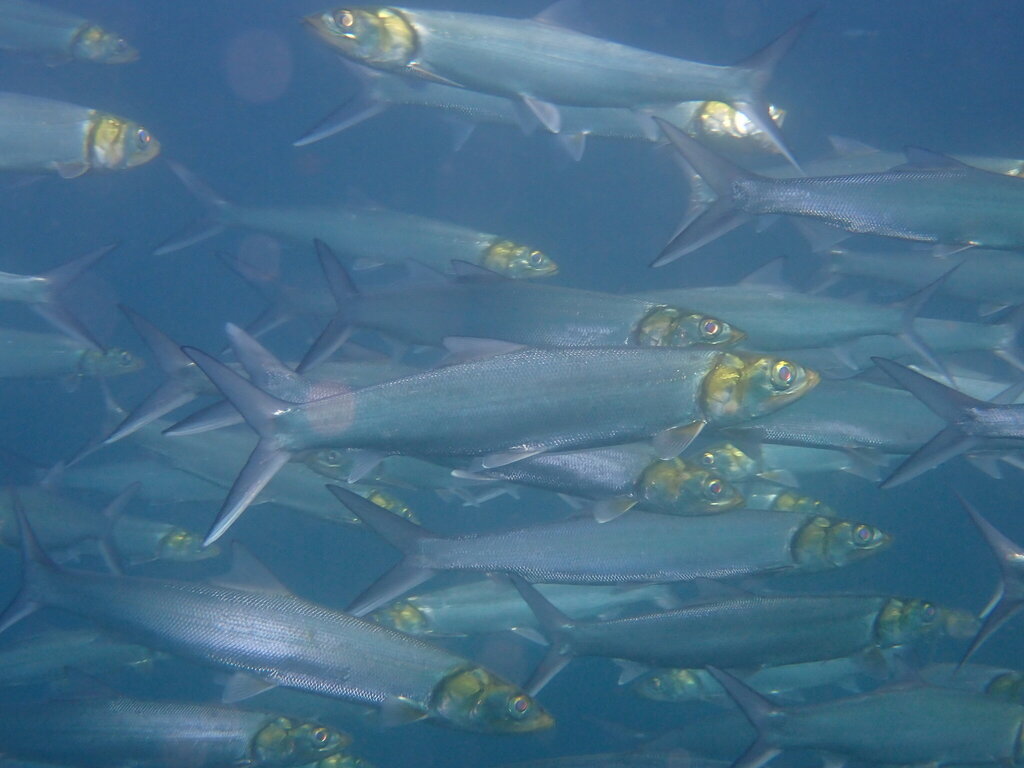 Ladyfish (Elops affinis) — Elopidae