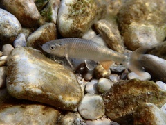 Plateau Shiner photo 2
