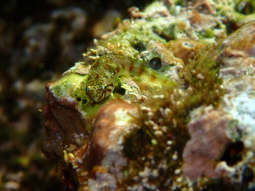 Myers' clingfish (Tomicodon myersi) — Gobiesocidae — 2