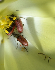 Iselma pallidipennis