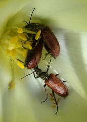 Iselma pallidipennis