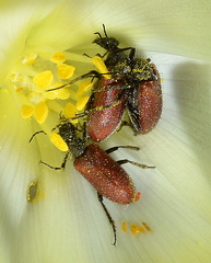 Iselma pallidipennis