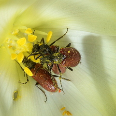 Iselma pallidipennis