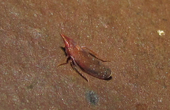 Scaphytopius rubellus
