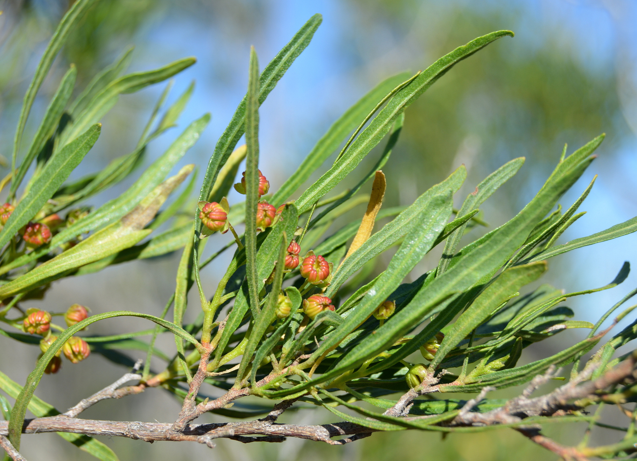 Dodonaea viscosa ssp. angustifolia