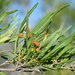 Dodonaea viscosa angustifolia - Photo (c) copper, osa oikeuksista pidätetään (CC BY-NC), lähettänyt copper
