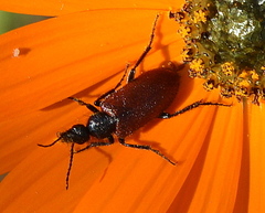 Iselma pallidipennis