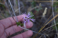 Monardella purpurea