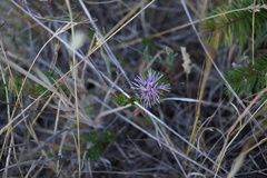 Monardella purpurea