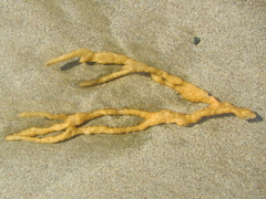 Callyspongia