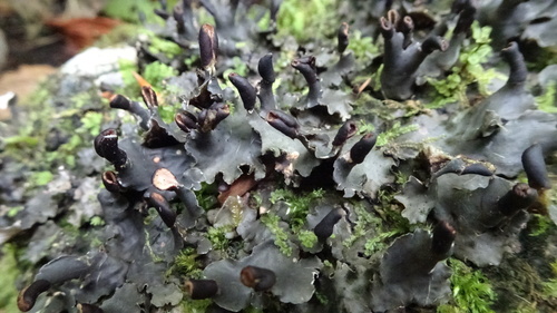 Representative image of Peltigera neckeri
