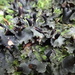 Blacksaddle Pelt Lichen - Photo (c) Serguei Ponomarenko, some rights reserved (CC BY-NC), uploaded by Serguei Ponomarenko