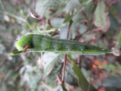Macroglossum bombylans