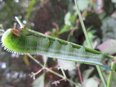 Macroglossum bombylans