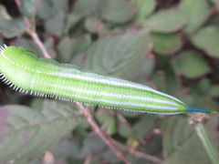 Macroglossum bombylans