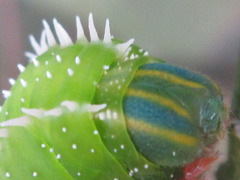 Macroglossum bombylans