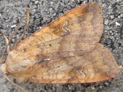 Diarsia canescens
